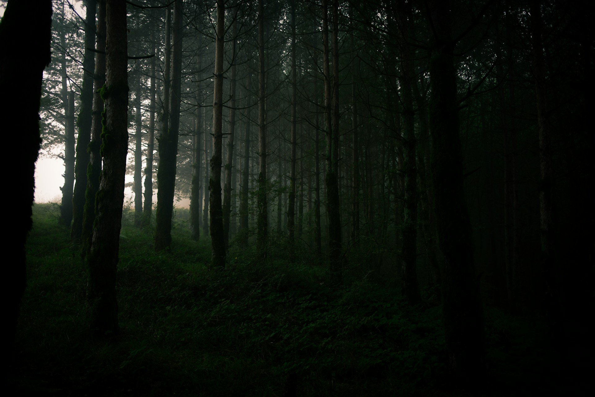 anya-akbari-mCNl-sOxPiQ-unsplash forest, dusk
