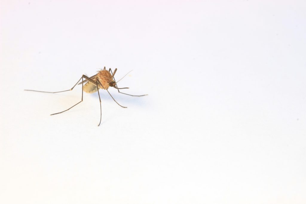 Up close photo of mosquito on white background.