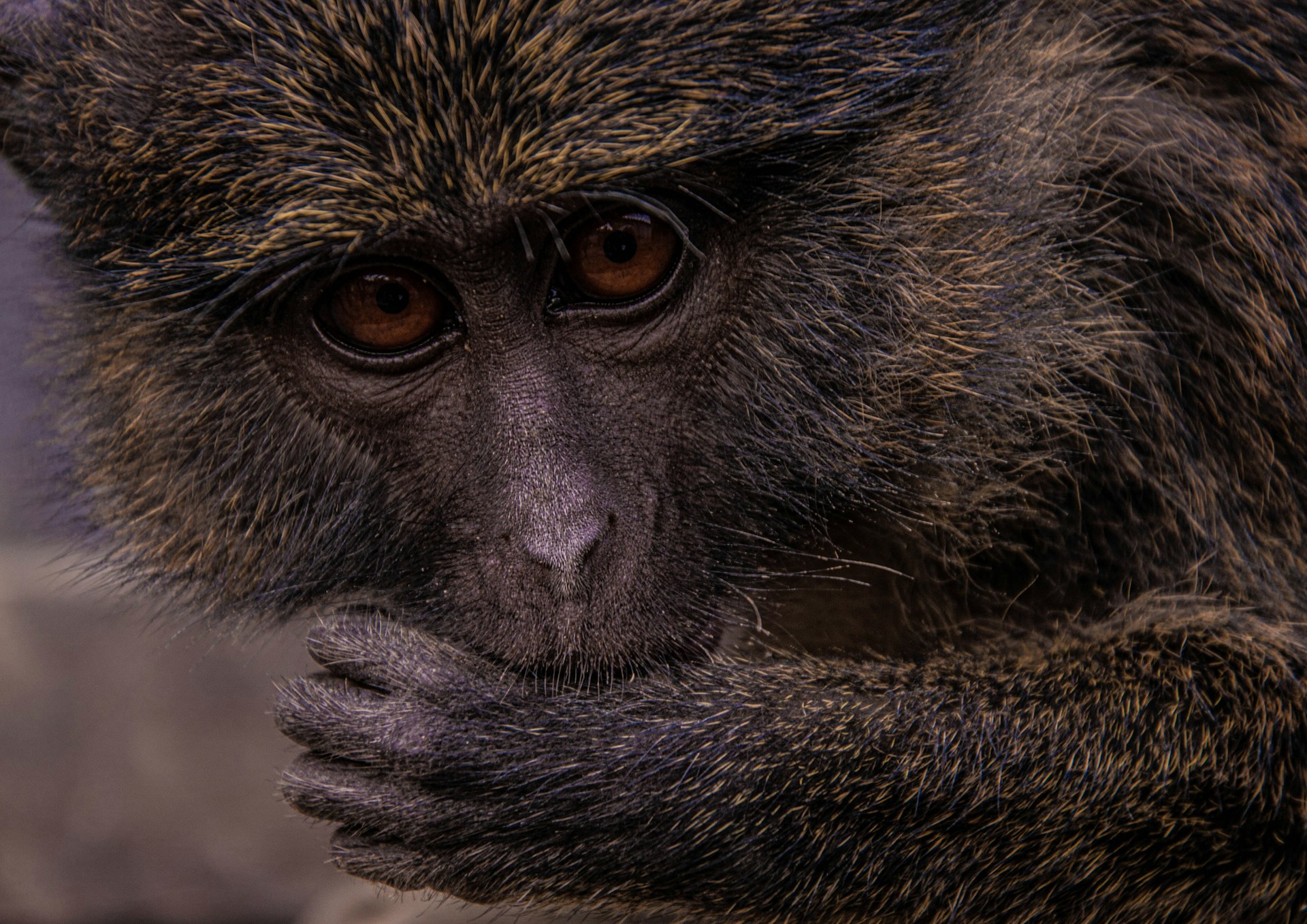 johnnathan-tshibangu-JZXLVR9c3cg-unsplash monkey