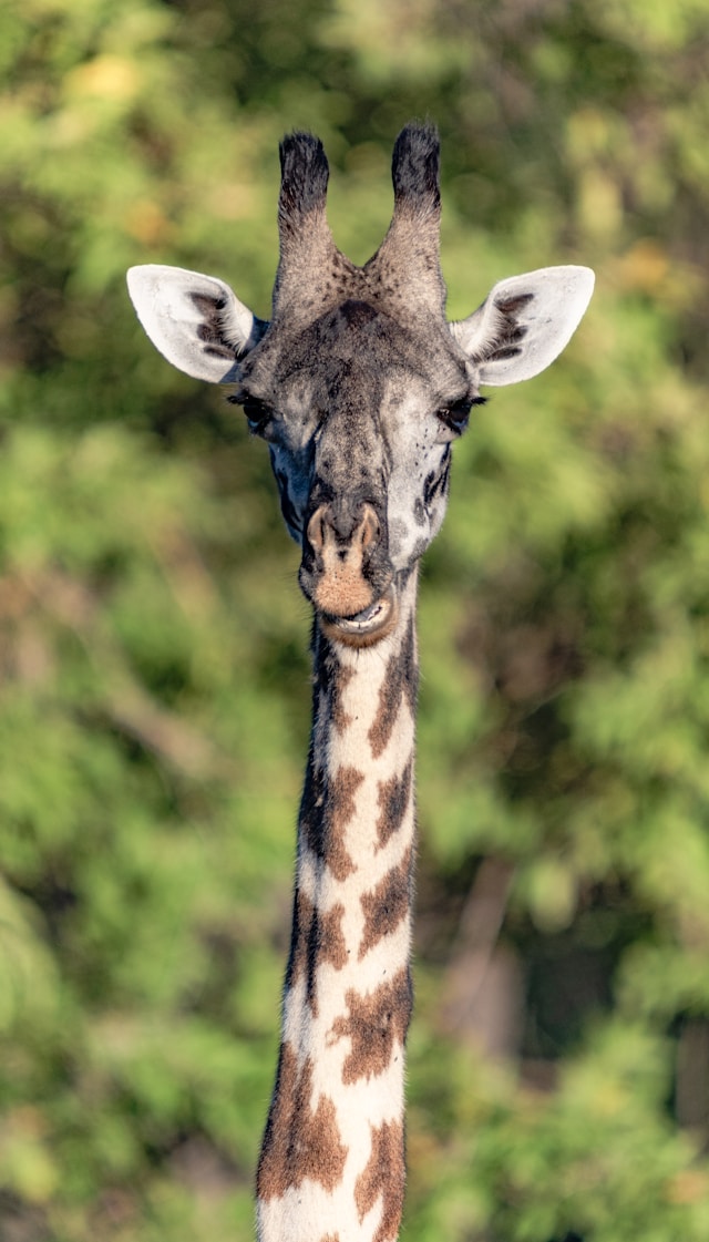 michael-starkie-1P5A1YdwuA0-unsplash giraffe in tanzania