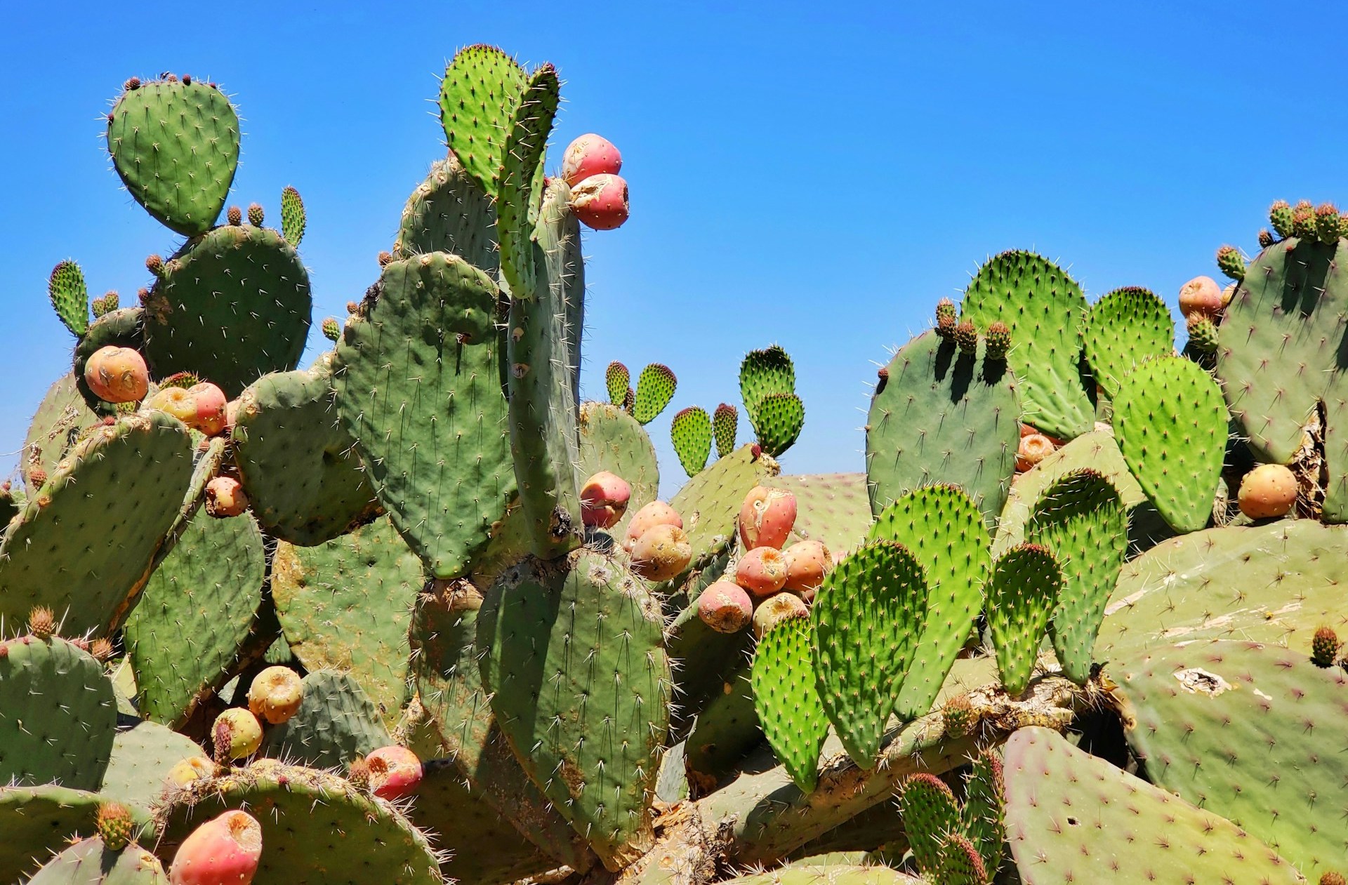 Cactus, Mexico