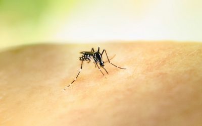 Preventing Bug Bites Abroad and Understanding the Risks