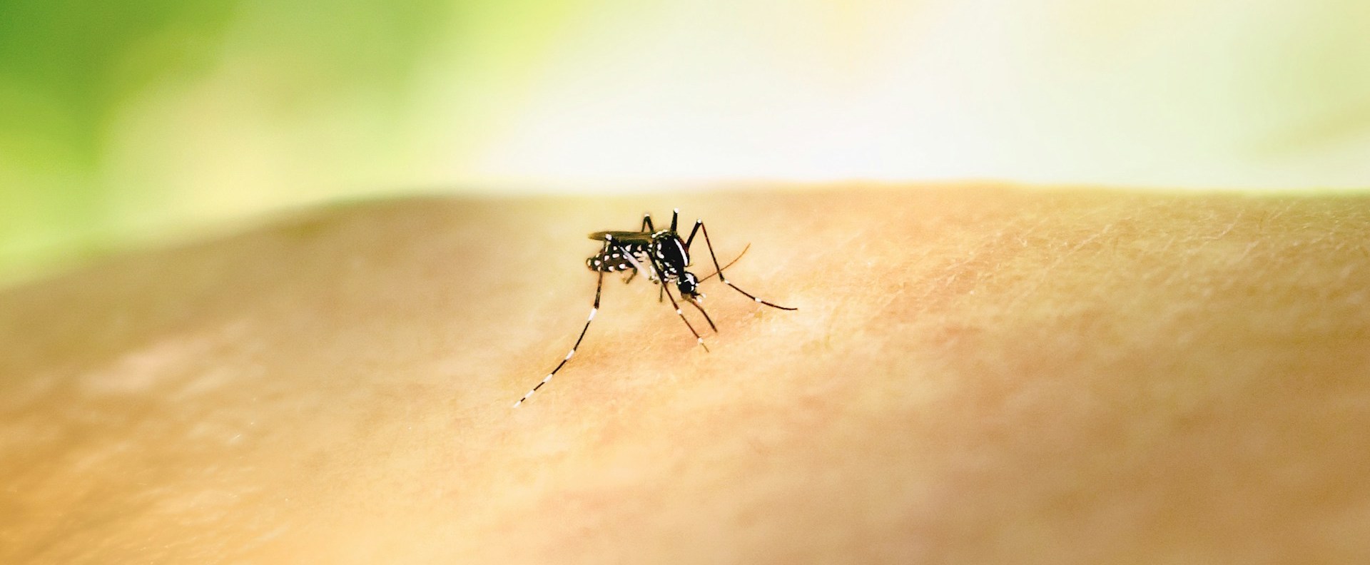 national-institute-of-allergy-and-infectious-diseases-eOR3TOE9Jw0-unsplash mosquito