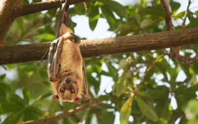 Ensure a Safe Journey: Rabies Vaccination Tips for UK Travelers