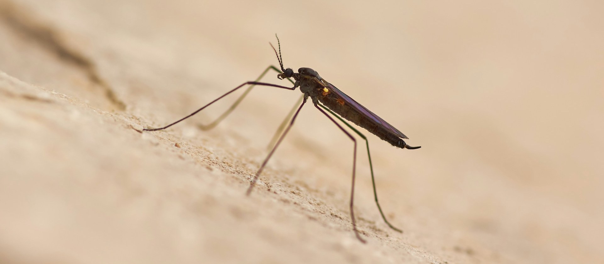 malaria, mosquito, insect repellent
