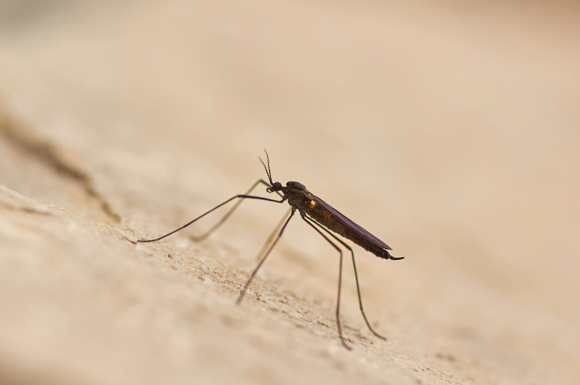 malaria, mosquito, India